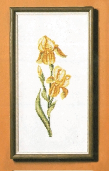 4652-1 Iris (Yellow)