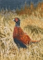 Preview: Pheasant